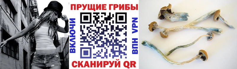 как найти   Канск  Псилоцибиновые грибы прущие грибы 