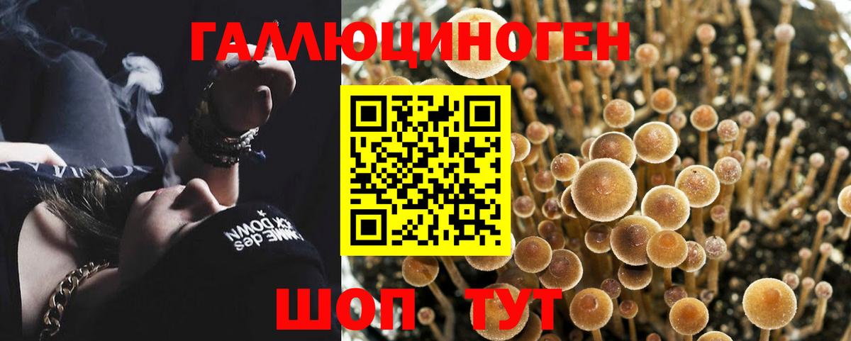 Галлюциногенные грибы Psilocybe Канск
